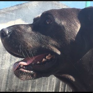 Meet your Posher, Presley